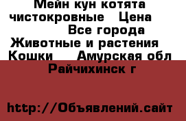 Мейн-кун котята чистокровные › Цена ­ 25 000 - Все города Животные и растения » Кошки   . Амурская обл.,Райчихинск г.